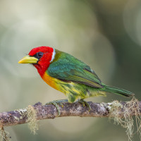 Red-headed Barbet